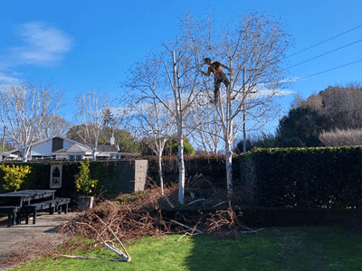 Image: Tree Reduction