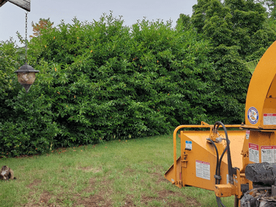 Image: Hedge trimming