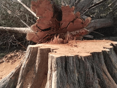 Image: Stump grinding