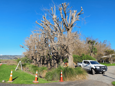 Image: Tree Chop After