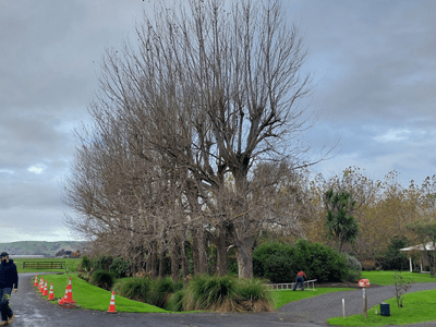 Image: Tree Chop Before