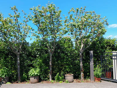 Image: Tree Pruning After