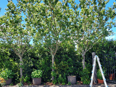 Image: Tree Pruning Before