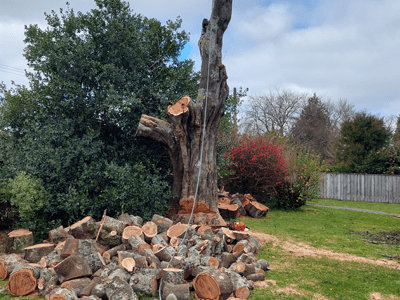 Image: Tree Removal