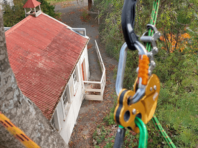 Image: Tree safety