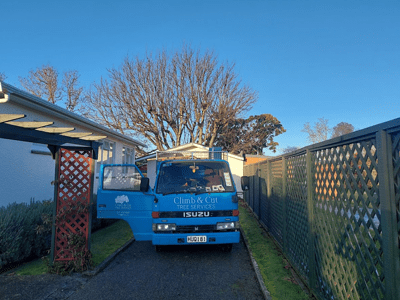 Image: Tree Shaping Before