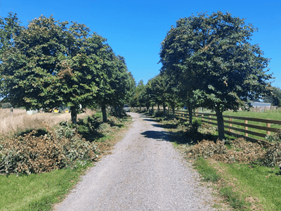 Image: Tree shaping