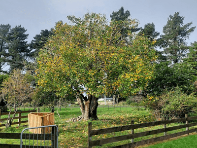 Image: Tree Trim After