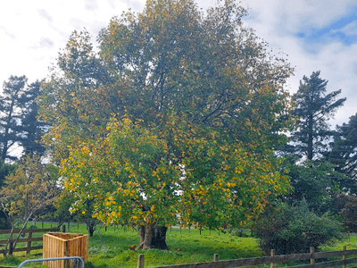 Image: Tree Trim Before