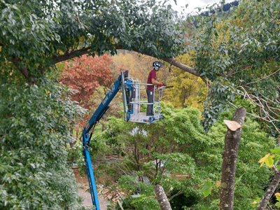 Image: Tree trimming